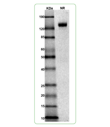 MW: Molecular Weight marker reduced condition
NR: IL-4Rα dimer under non-reduced condition